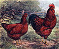 120px-Rhode_island_red_1915_lithograph