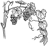649px-Grapevine_964_(PSF)