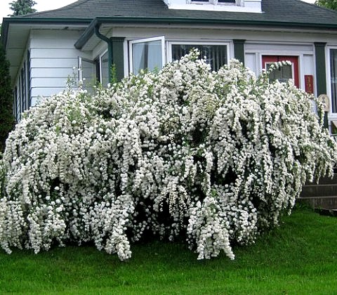 spirea-005-copy-copy