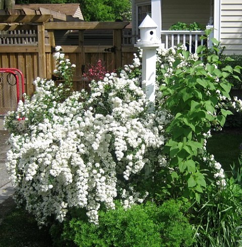 spirea-012-copy-copy