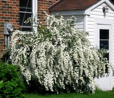 spirea-014-copy