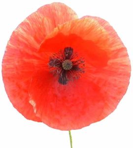 541px-Poppy-closeup