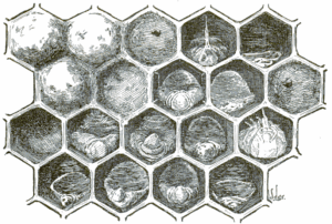 American_foulbrood_honeycomb_drawing