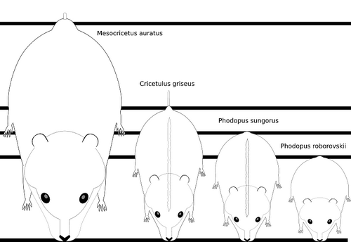 800px-Hamster_-_size_svg
