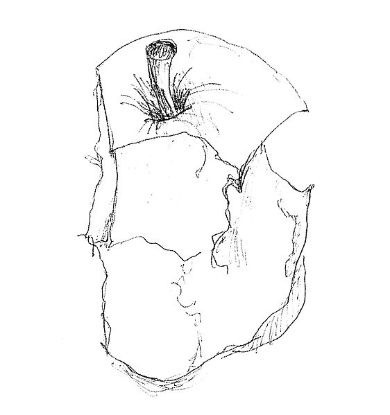 562px-Apple_core_drawing