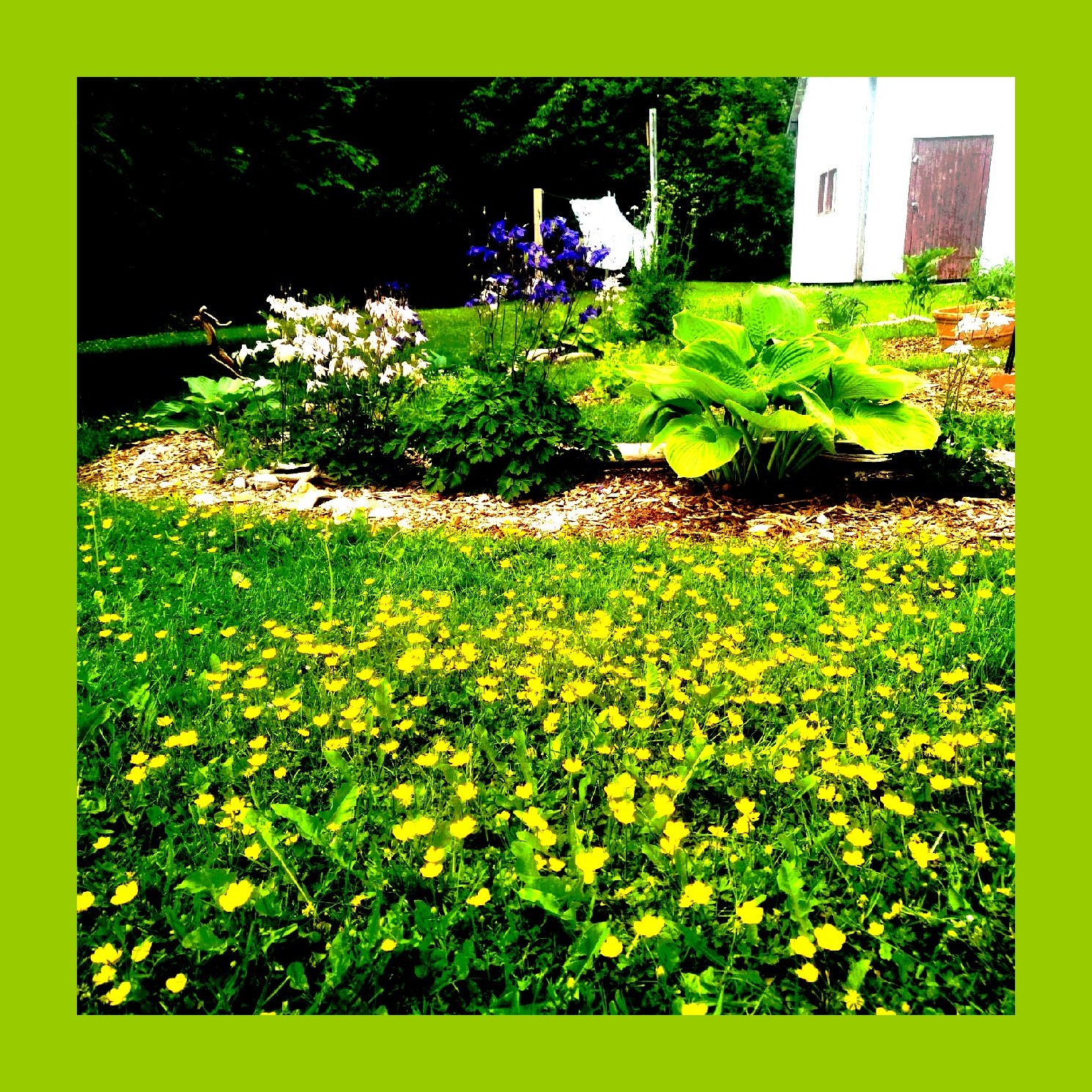 buttercupslaundry - Copy