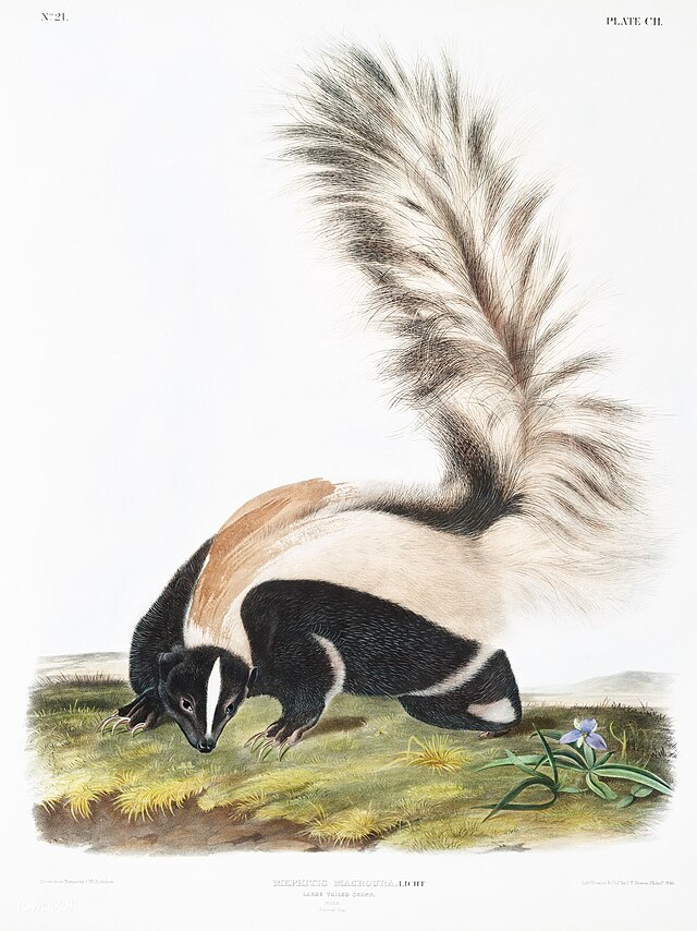 skunk